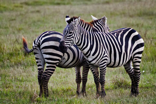 Zebra in Kenia (Equus Burchelli)