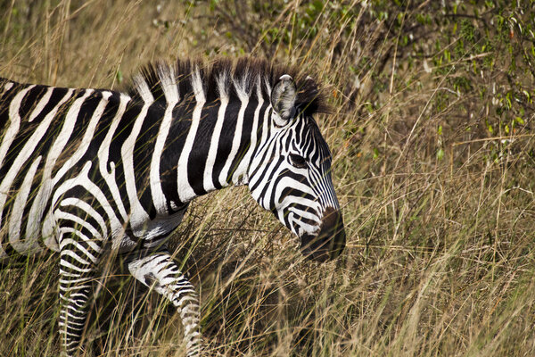 Zebra in Kenia (Equus Burchelli)