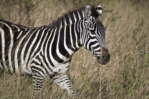 Zebra em kenia — Fotografia de Stock