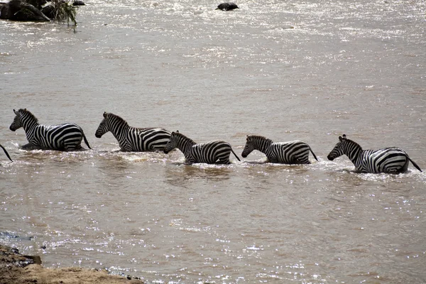 Zebras at the ford in Kenya