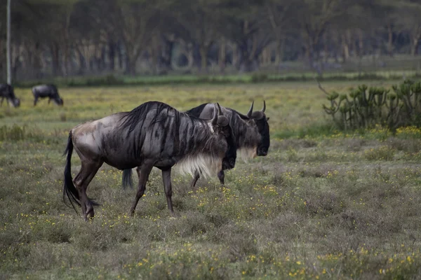 Wldebeest azul em kenya — Fotografia de Stock