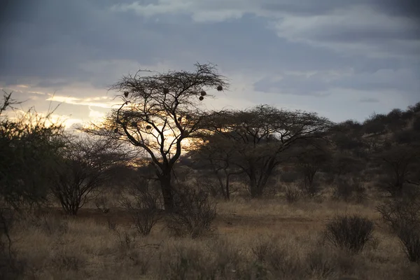 Weaver fåglar i Kenya — Stockfoto