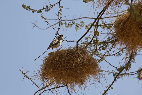 Weaver birds in Kenya — Stock Photo, Image