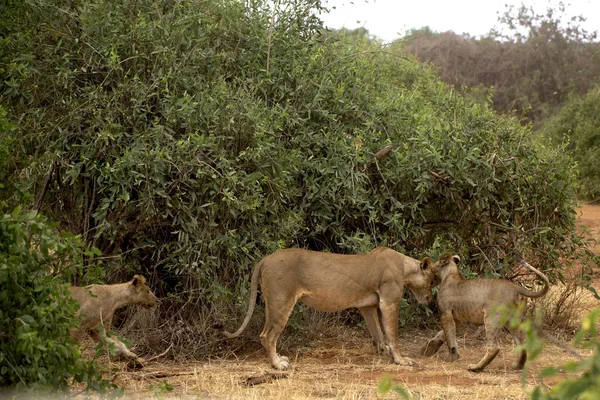 Kenya Afrika aslanı — Stok fotoğraf