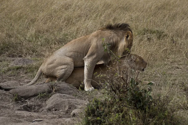 African Lions in Kenya — Stock Photo, Image