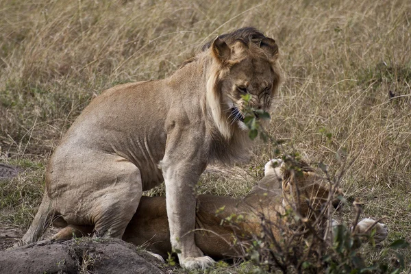 Leones africanos en Krnya — Foto de Stock