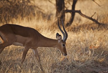 Kenya'da Impala antilopu