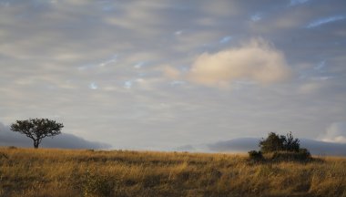 Kenya savana ışıklar