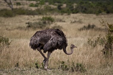 Afrikalı devekuşu, Kia Safari'de
