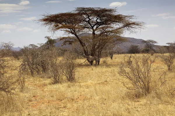 Paisagem da savana no Quênia — Fotografia de Stock