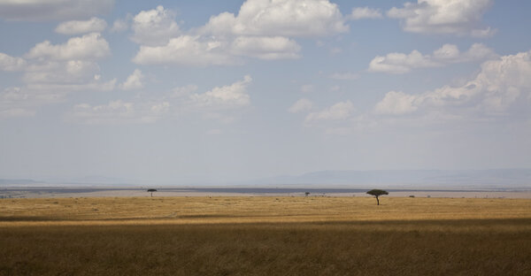 Landscape of the savannah in Kenya