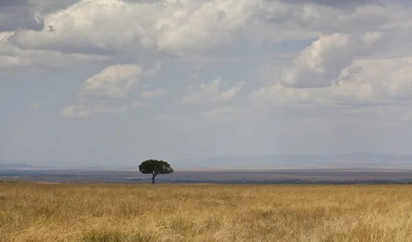 Ландшафт саванны в Кении — стоковое фото