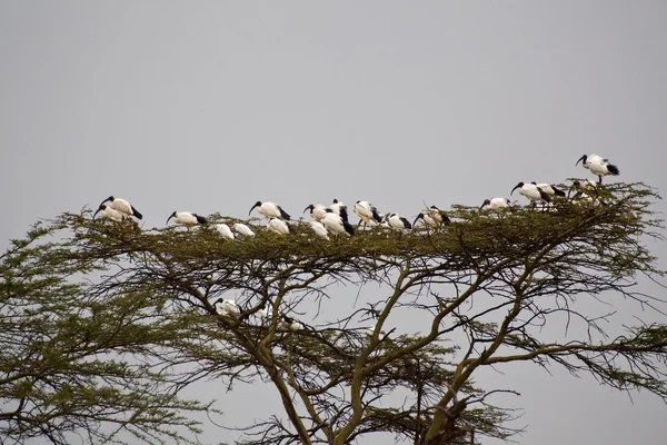 Acacia con aves tropicales — Foto de Stock