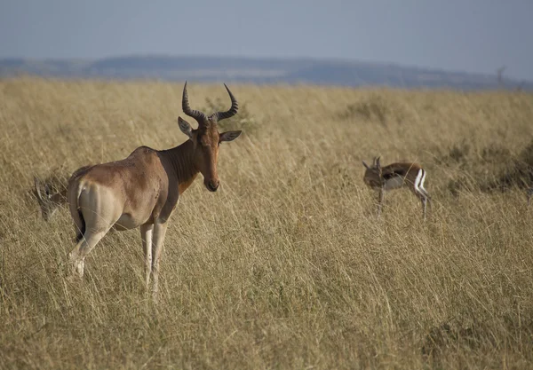 Antilopa africké safari v Keni — Stock fotografie