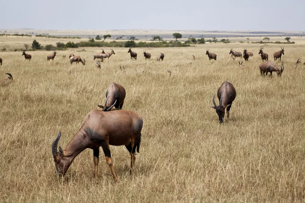 Antilopa africké safari v Keni — Stock fotografie
