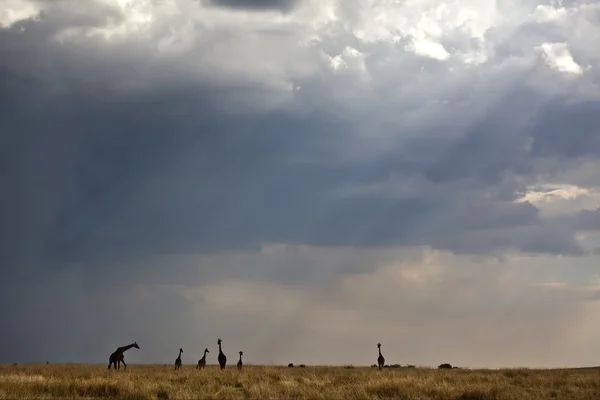 Lampor i savannen i kenya — Stockfoto