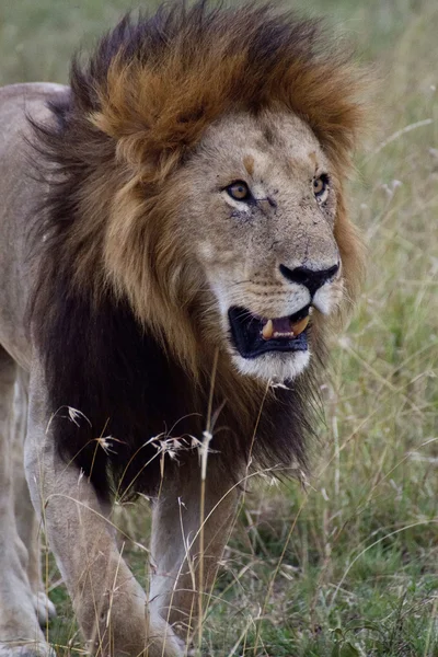 Afrikanska lejon i Kenya — Stockfoto