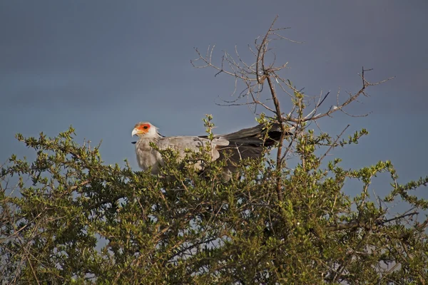 Pájaros en Kenia, pájaro Secretario — Foto de Stock