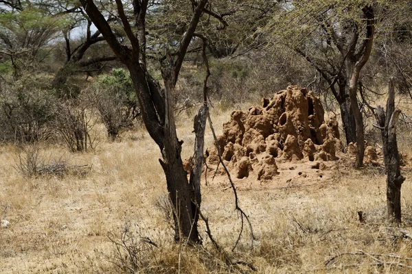 Montículo de termitas en Kenia — Foto de Stock