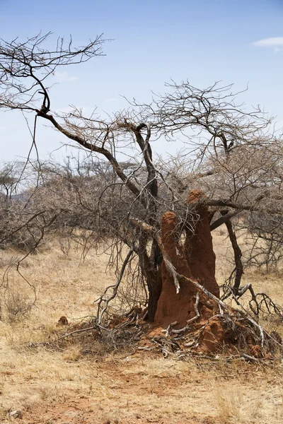 Montículo de termitas en Kenia —  Fotos de Stock