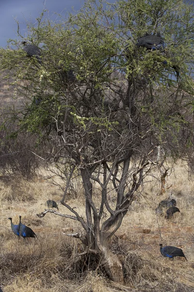 Guineafowl (Guttera Pucherani) em Kenia — Fotografia de Stock