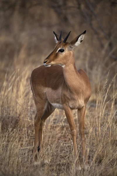 Afrikansk antilop Stockbild