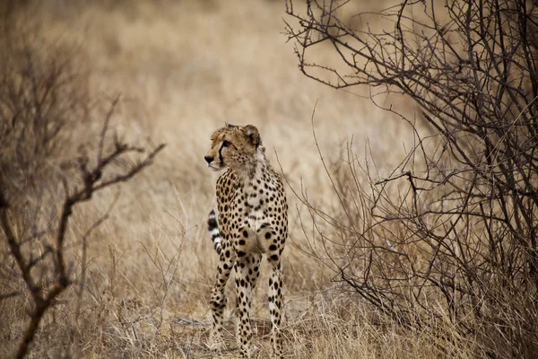 Cheetah em Kenia (Acinonyx Jubatus ) Fotografia De Stock
