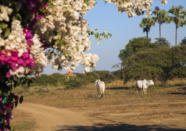 Myanmar. nötkreatur betar — Stockfoto