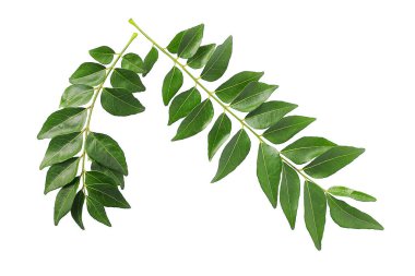 yeşil yapraklar beyaz üzerinde izole