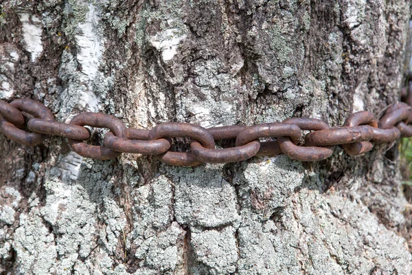 Kette an einem Baum — Stockfoto