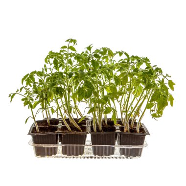 Genç domates lahanası