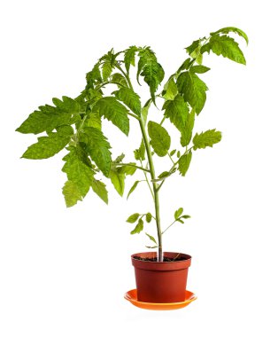 Beyaz bitti izole domates bitki