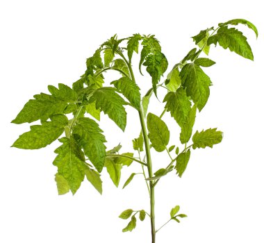 Beyaz bitti izole domates bitki