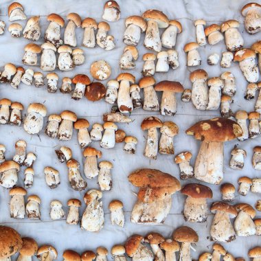 Paket üzerinde mantar