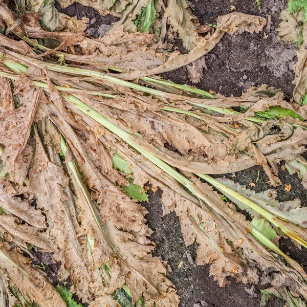 Folhas de alface seca — Fotografia de Stock