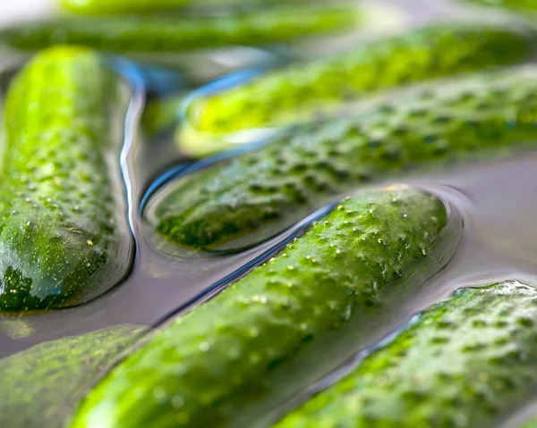 Pepinos verdes en agua — Foto de Stock