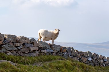 Taştan bir duvar üzerinde koyun