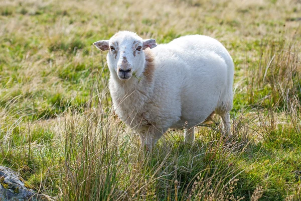 Sheep in a meadow — Stock Photo, Image