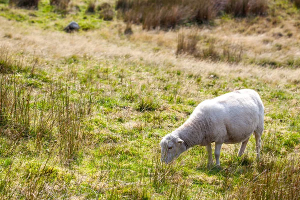 Schafe auf einer Weide — Stockfoto