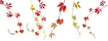 Beyaz izole gündüzsefası bitki