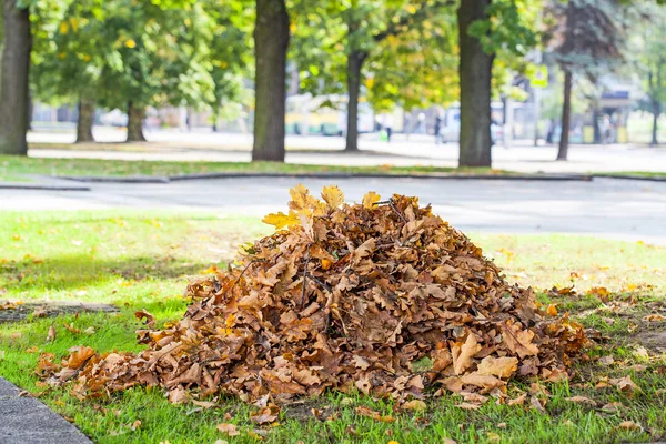 Haufen trockener Eichenblätter — Stockfoto