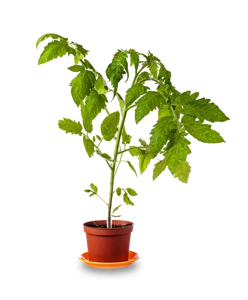 Tomatplantor över vita — Stockfoto