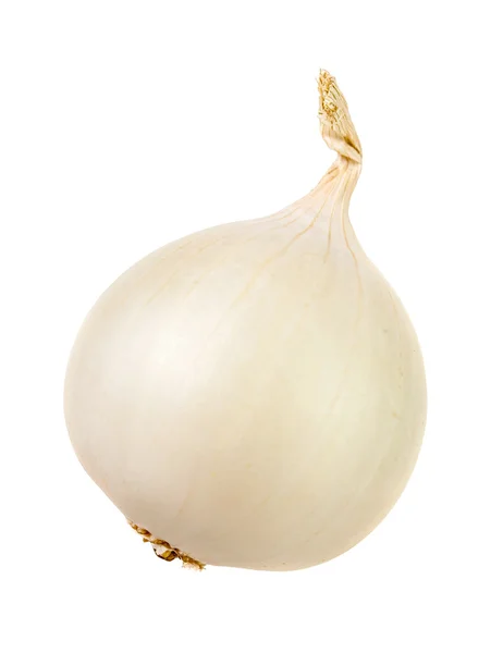 White onion isolated over white Stock Image