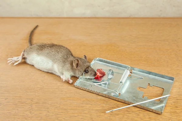 Rat caught by rat-trap — Stock Photo, Image