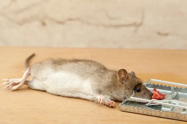 Rat caught by rat-trap — Stock Photo, Image