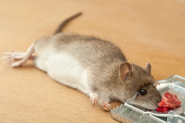 Rata capturada por ratonera — Foto de Stock