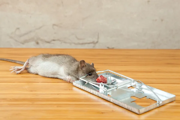 Rat caught by rat-trap on floor — Stock Photo, Image
