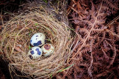 Bir saman yuva üzerinde üç bıldırcın yumurtası