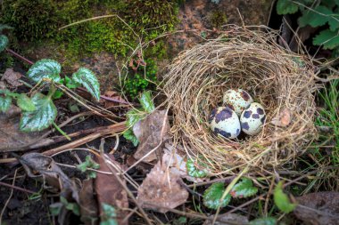 Saman yuva yosun taş tarafından üç bıldırcın yumurtası ile