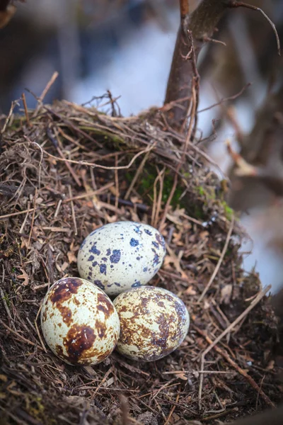 Trois œufs de caille — Photo